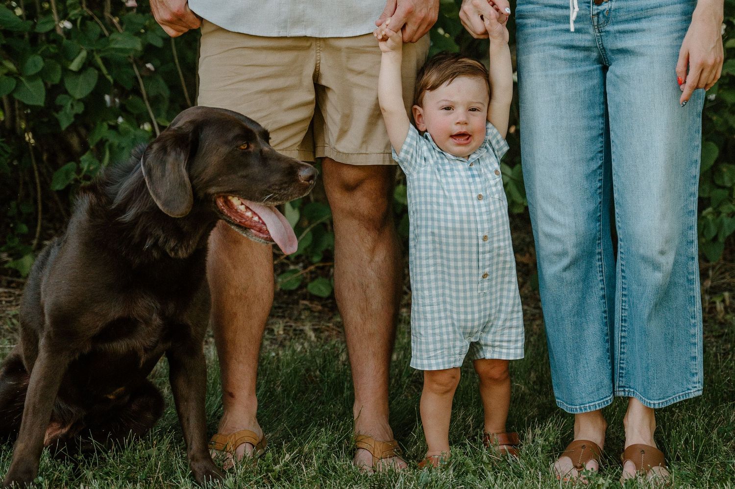 A toddler stands holding parents hands beside a chocolate Labrador on green grass during a family outdoor photo session.
