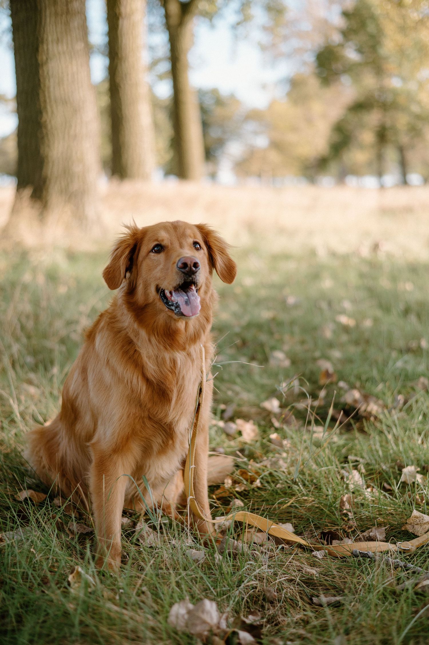 Golden retriever sitting in autumn grass with fallen leaves around.
