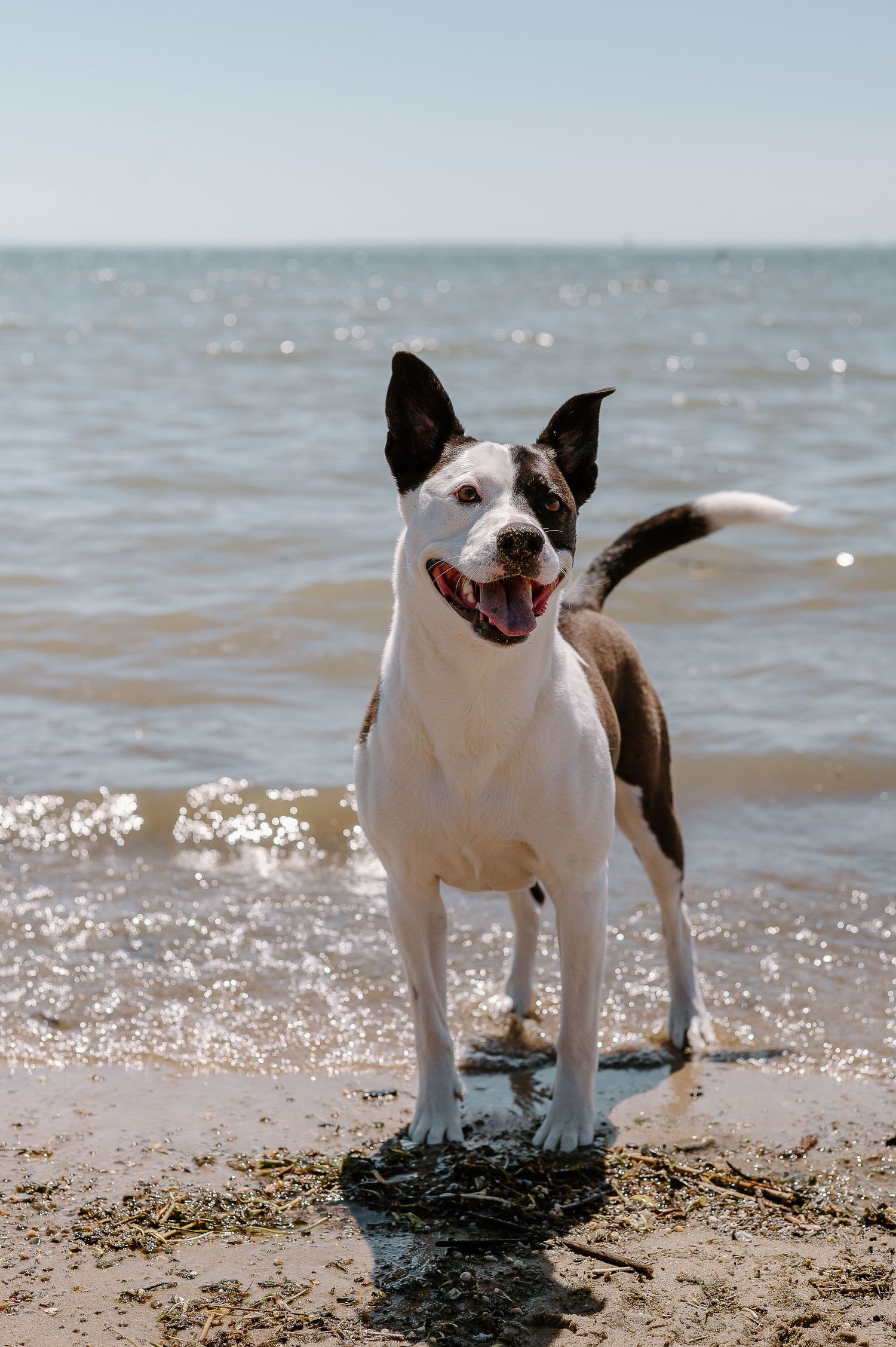 Black and white dog playing happily on sunny beach shoreline.