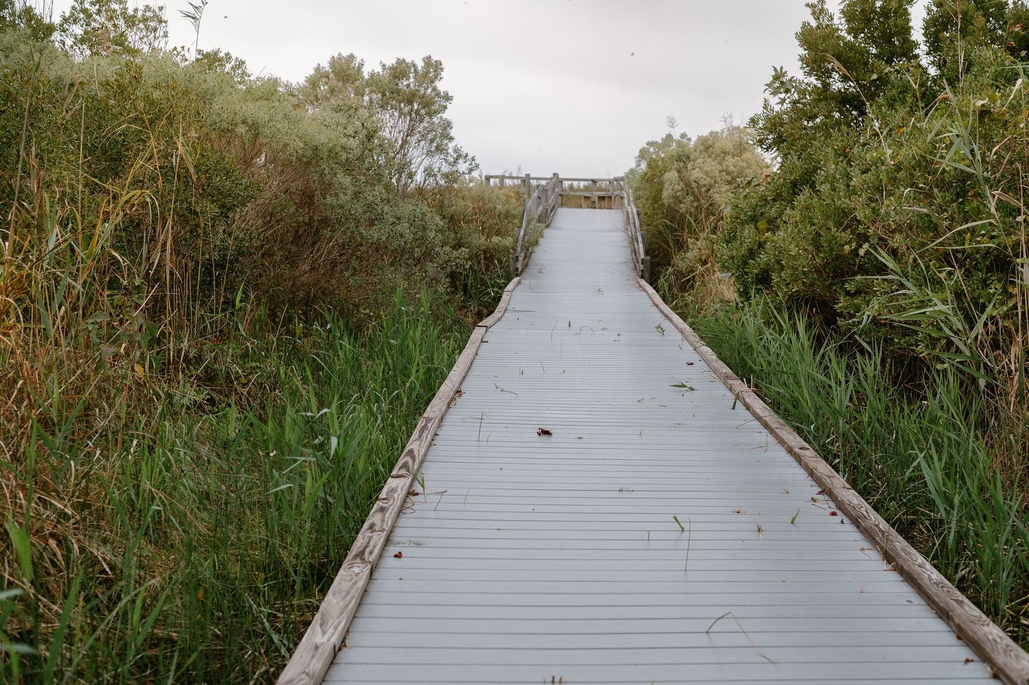 Wooden boardwalk pathway lined with tall grass and vegetation stretches into the distance.