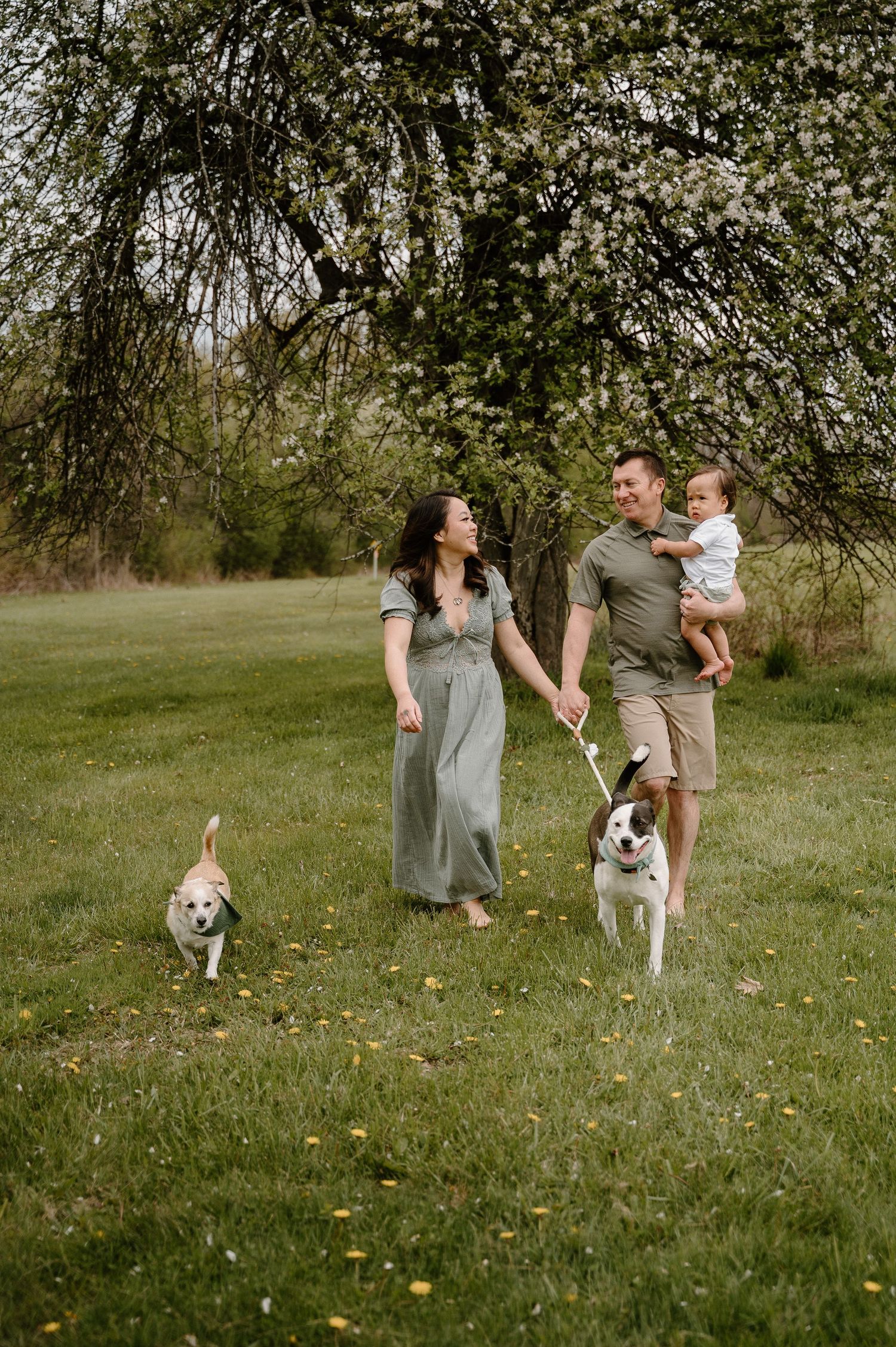A young family with two dogs walks on a green lawn under a blooming tree in a park.