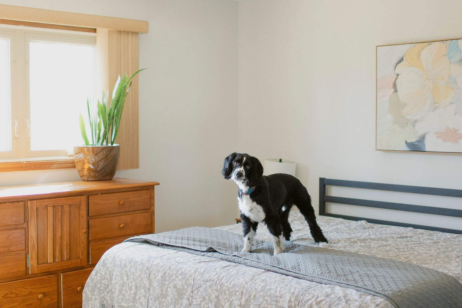 Black and white dog standing on a bed in a cozy bedroom with wood dresser and abstract wall art.