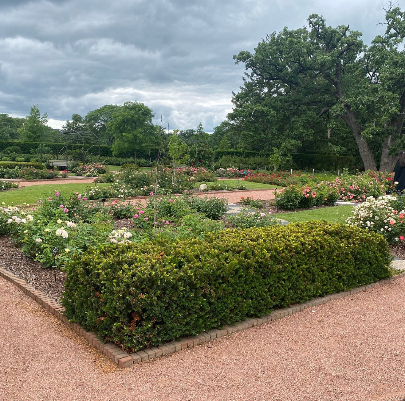 Formal rose garden with manicured hedges, colorful blooms, and large trees under cloudy skies.