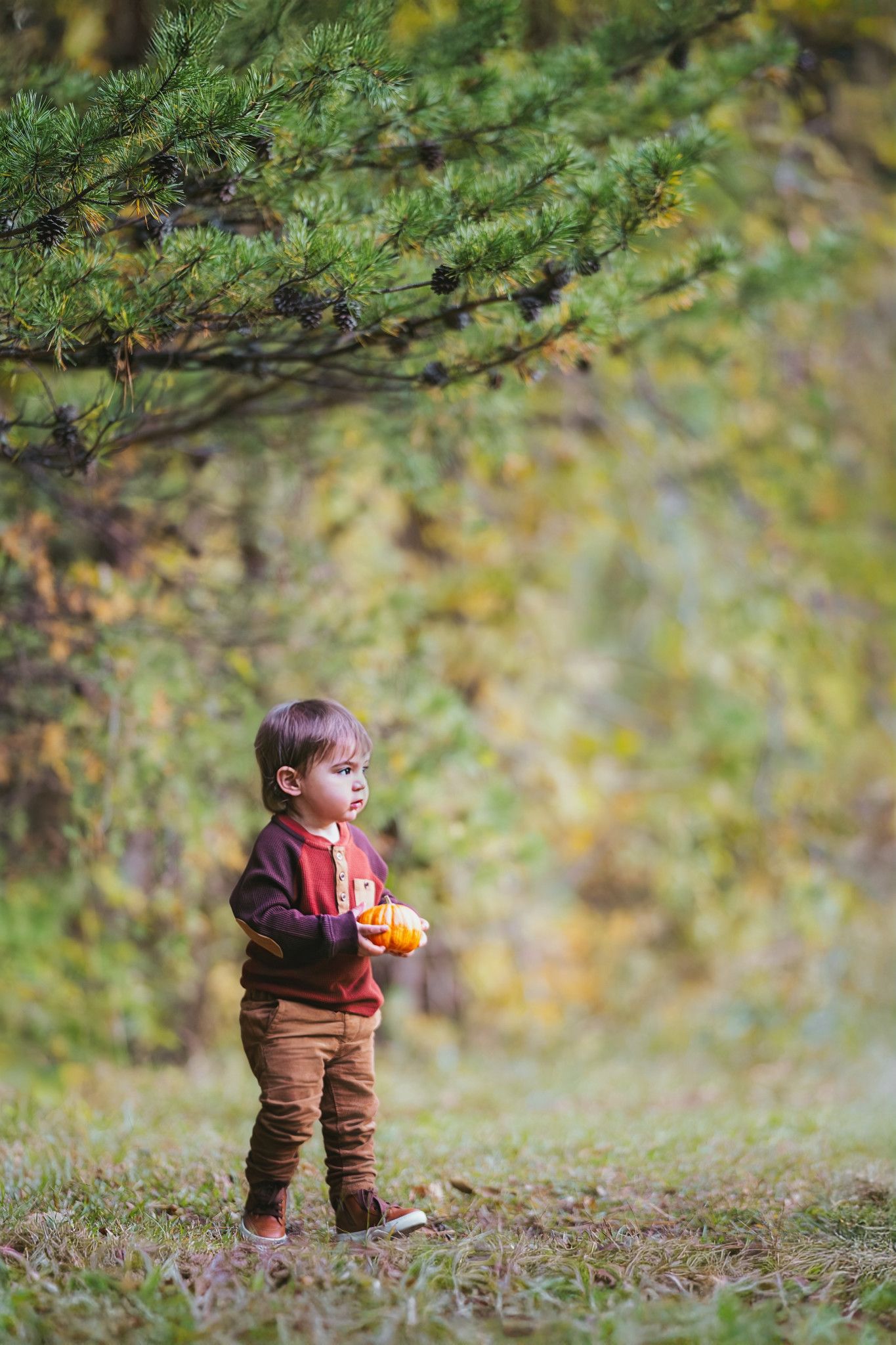 Toddler boy in burgundy sweater and brown pants holds an orange fruit while standing near pine tree in autumn forest.