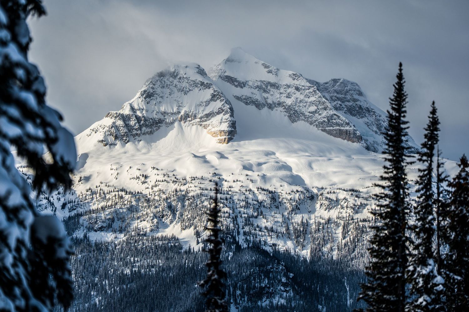 Snow-capped mountain peaks rise above a dense evergreen forest under a cloudy winter sky in the Canadian Rockies.