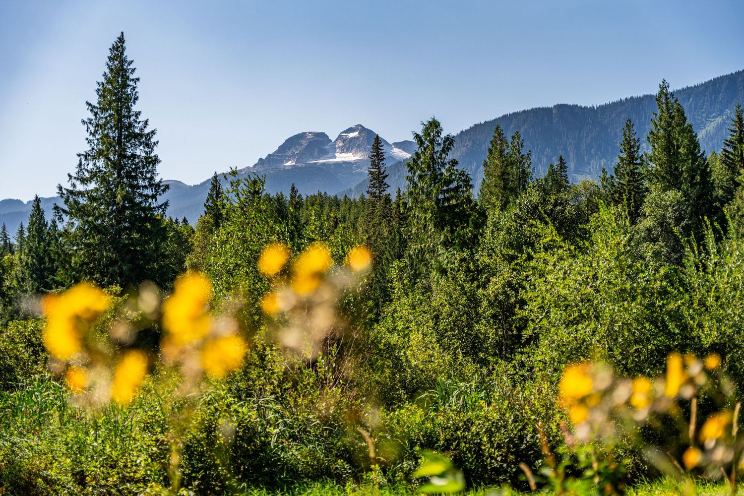 Snow-capped mountains rise behind yellow wildflowers and evergreen forest under blue sky.