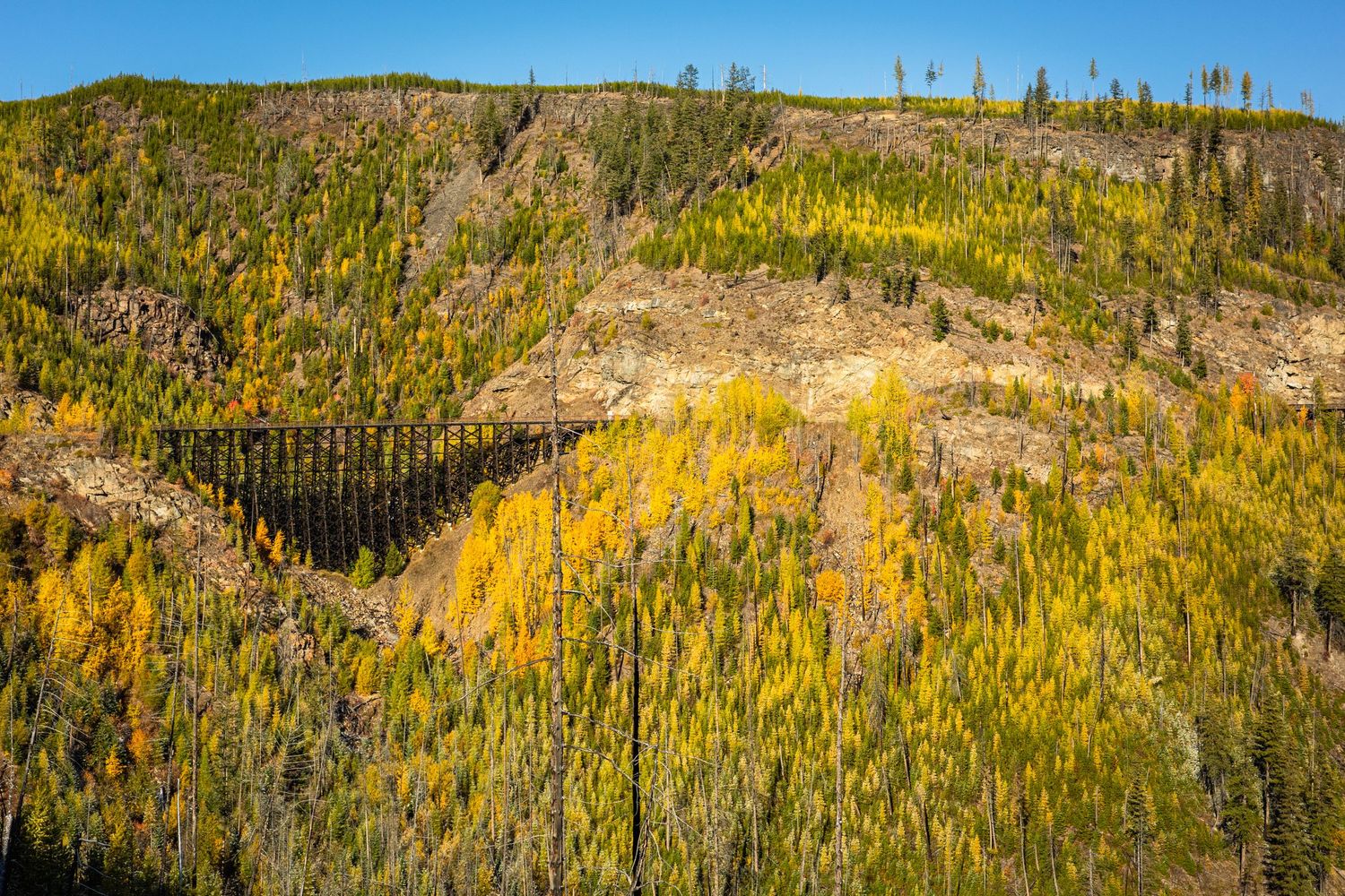 Vibrant yellow wildflowers blanket a hillside with tall green conifers growing in the background on a sunny day.