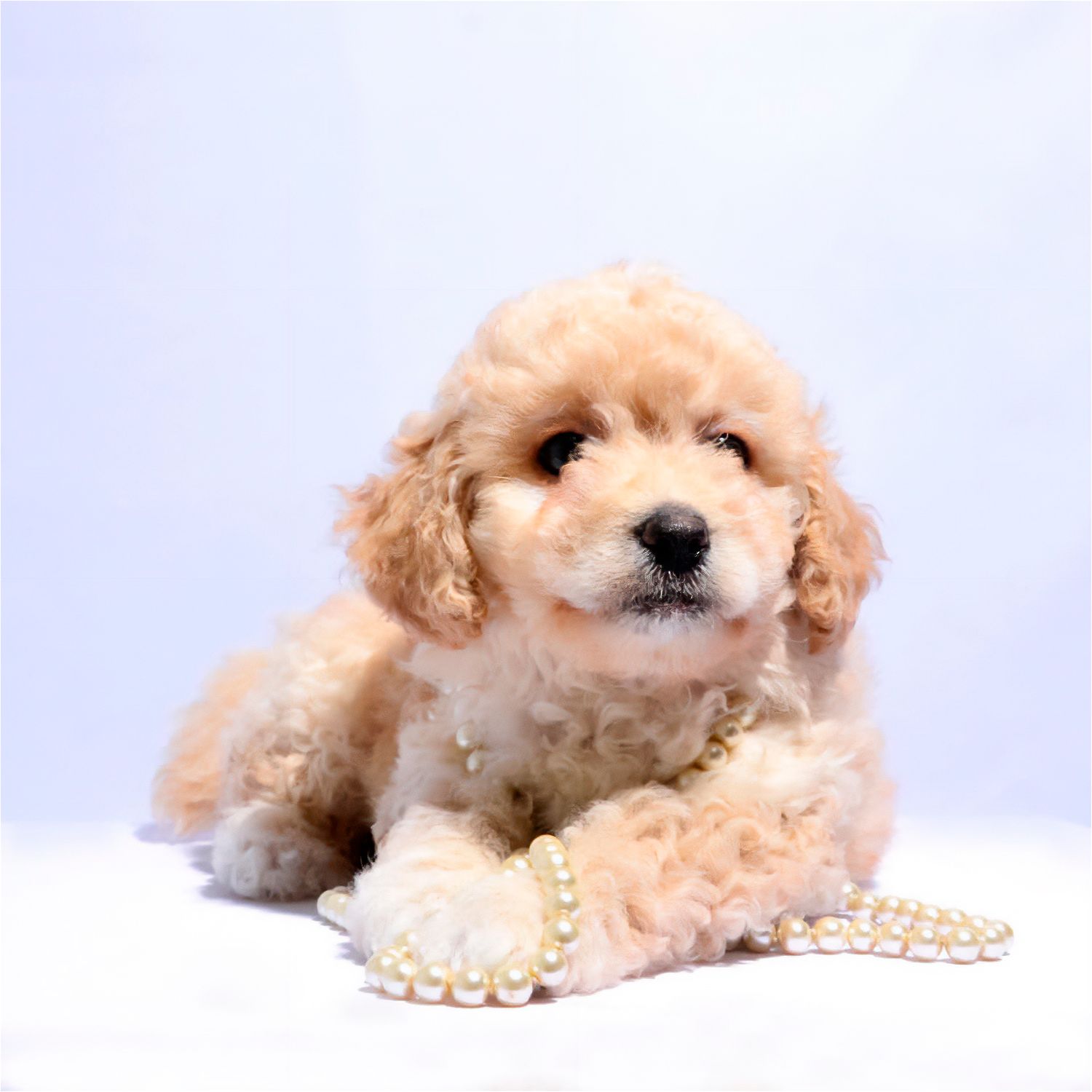 Fotografía de cachorro claro sobre fondo blanco. Retrato de mascota en estudio con luz suave y natural.