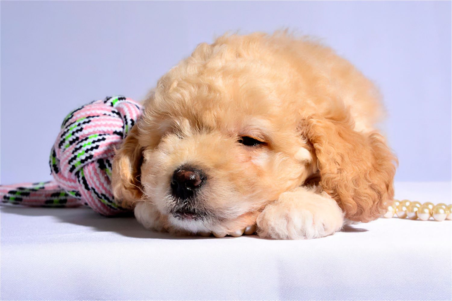 Fotografía profesional de cachorro sobre fondo lila. Sesión de mascotas en estudio en Oviedo con estilo natural.