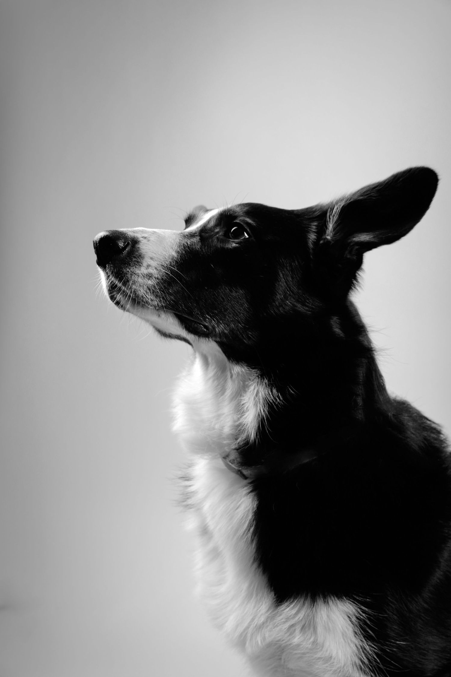 Retrato en blanco y negro de perra pequeña en perfil, iluminación contrastada estilo fine art.