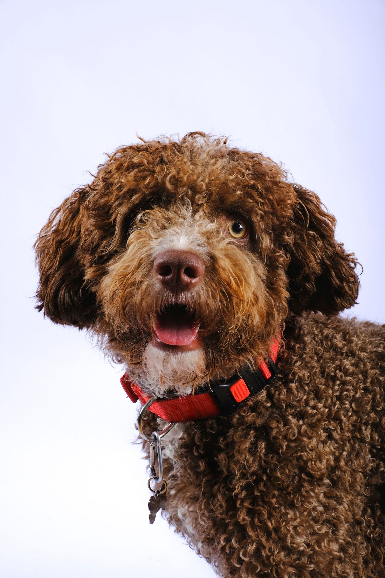 Caniche marrón de pelo rizado en retrato profesional, fotografía en estudio con fondo suave y expresión amigable.