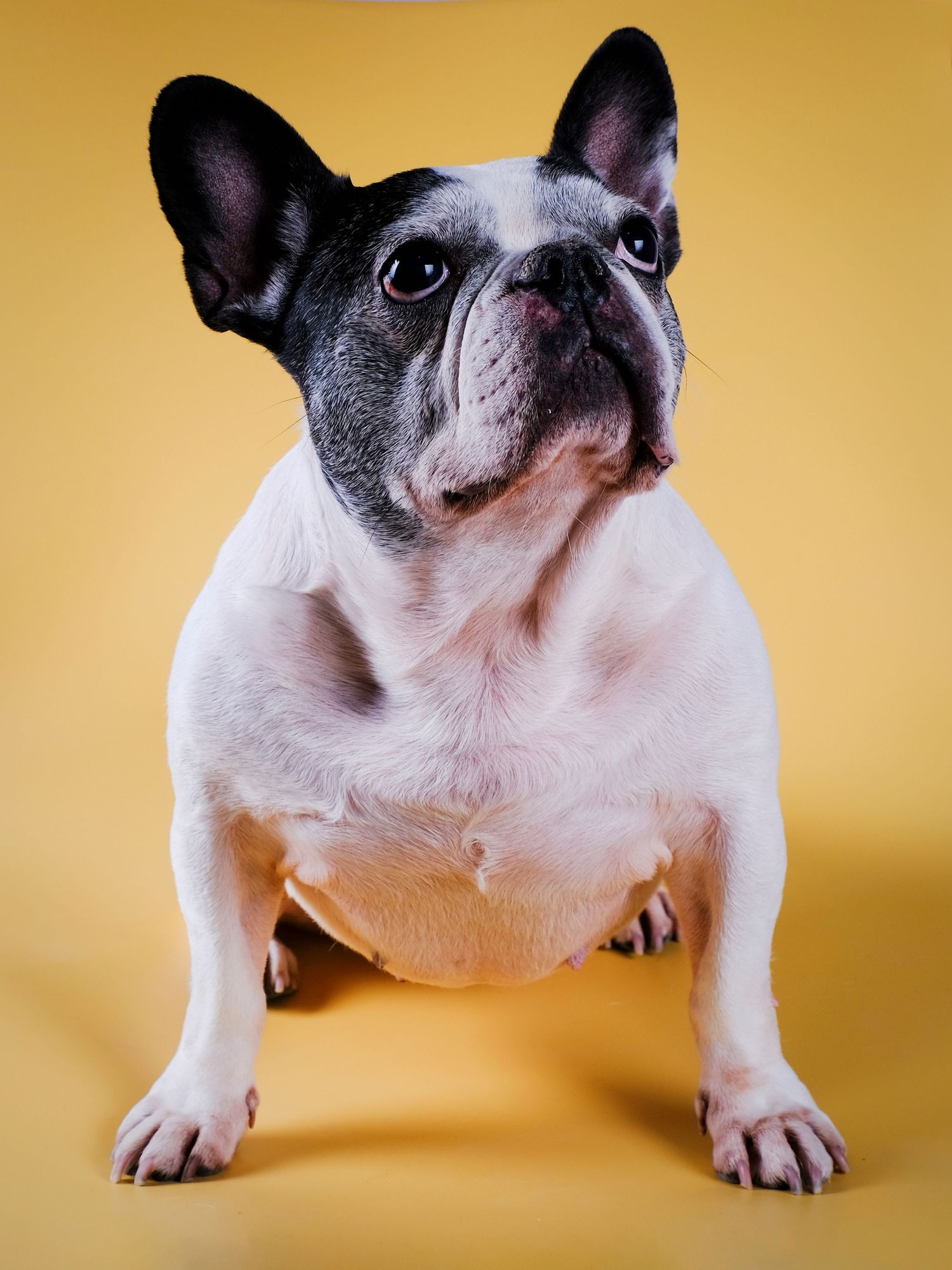 Bulldog francés sentado sobre fondo amarillo, fotografía de estudio vibrante con iluminación frontal y estilo moderno