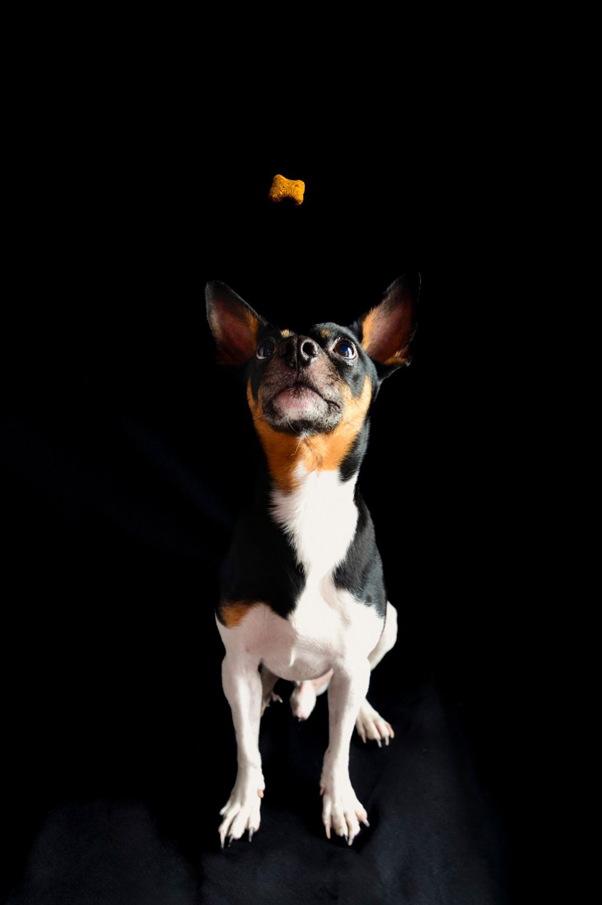 Fotografía profesional de perro con fondo oscuro. Imagen de mascota en pose elegante para sesión de estudio en Oviedo.