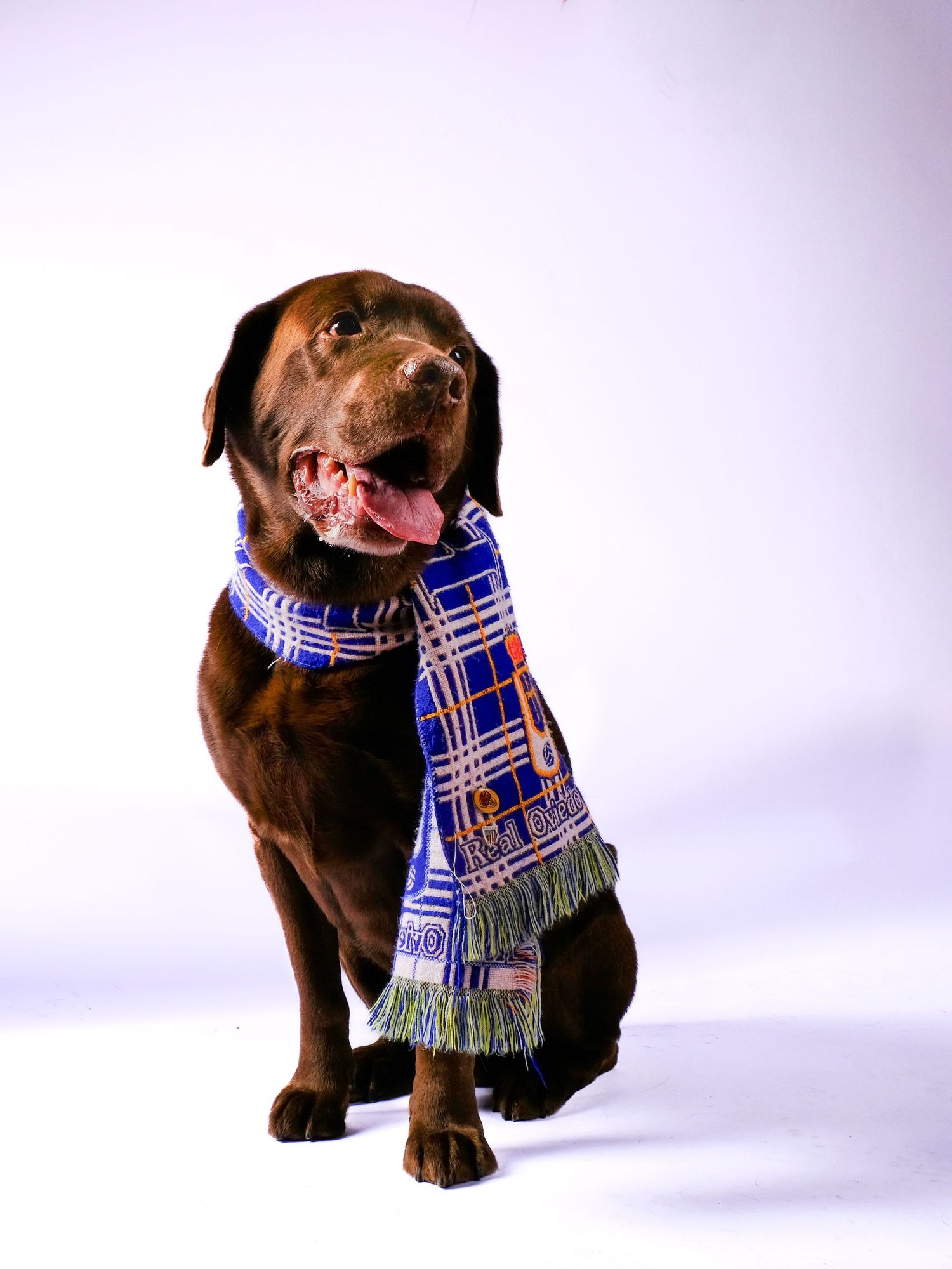Perro con bufanda del real Oviedo, retrato de estudio con fondo neutro y pose elegante.