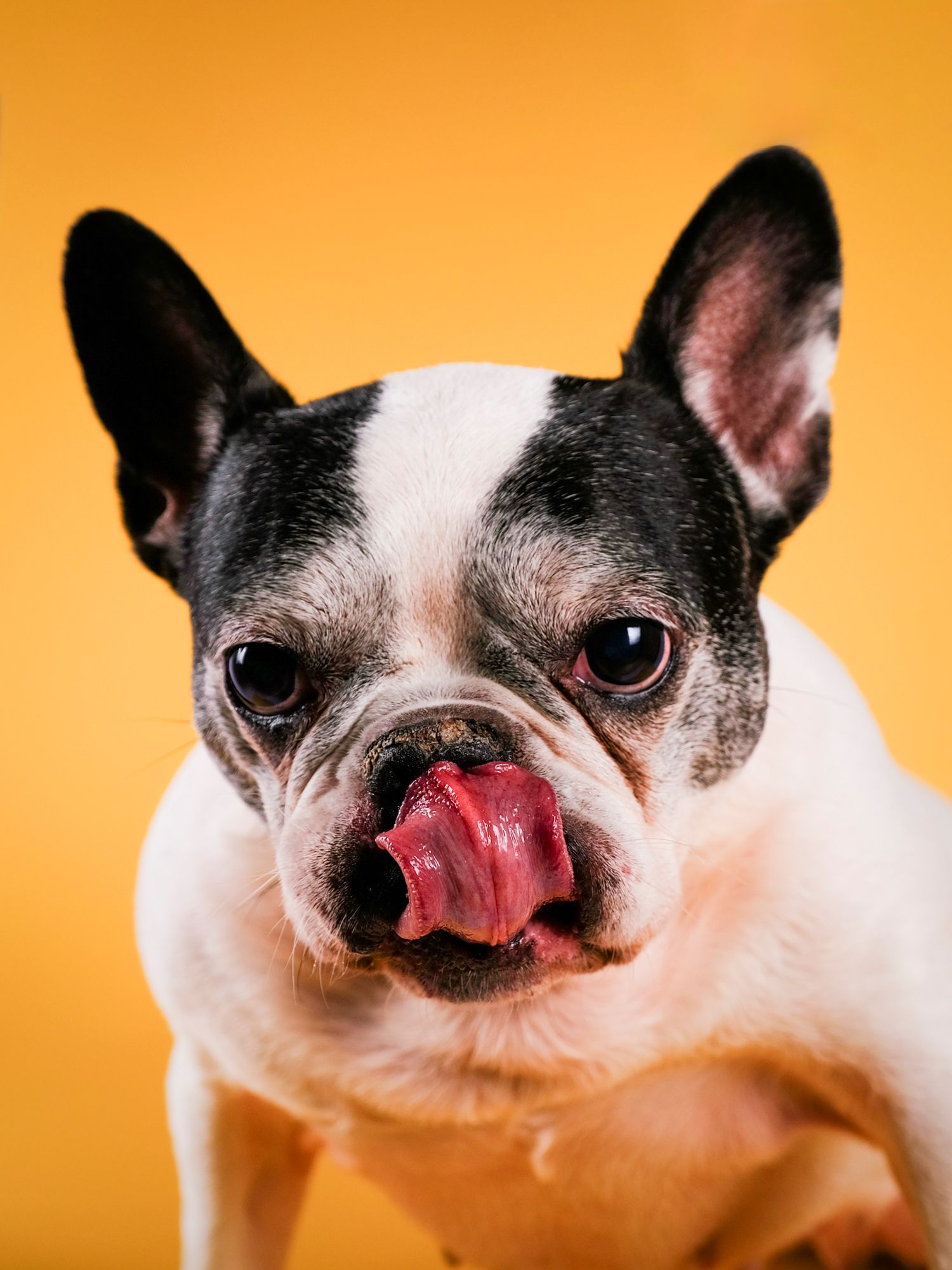 Bulldog francés en primer plano sacando la lengua, retrato divertido en estudio con fondo amarillo intenso.