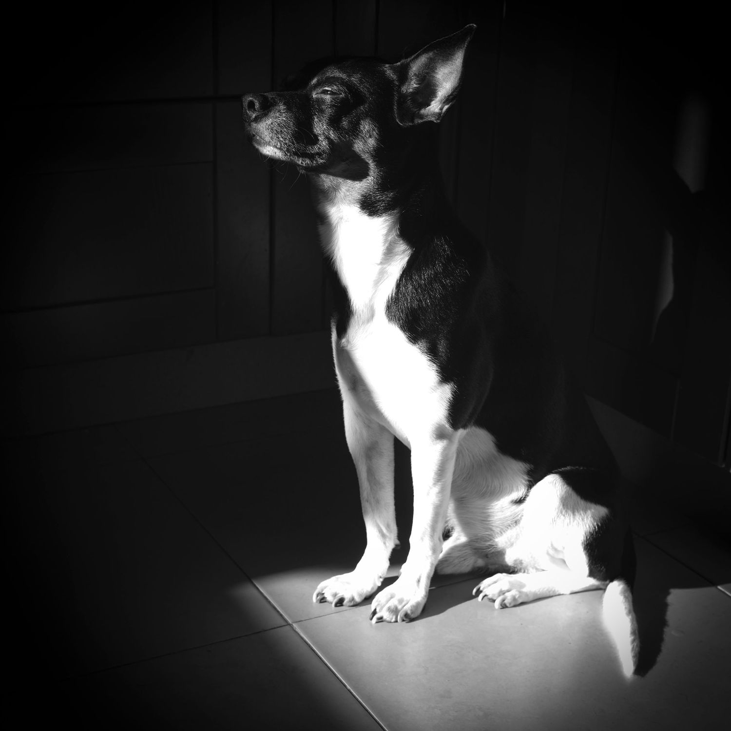 Fotografía artística en blanco y negro de perro. Imagen creativa de mascota con estilo dramático en estudio.