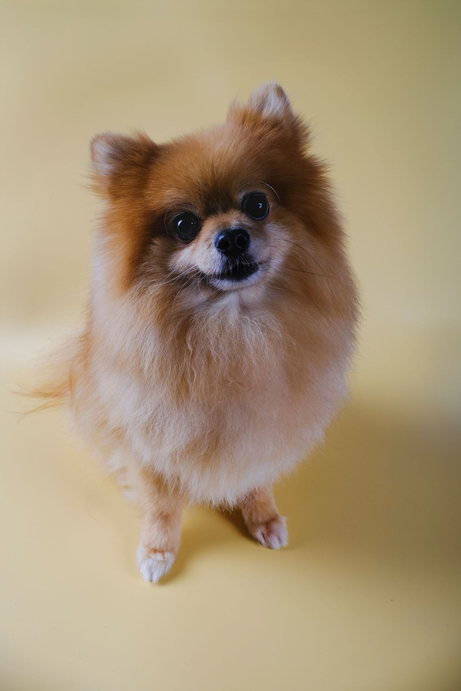 Perro Pomerania de pelaje esponjoso sobre fondo beige, retrato de estudio con iluminación cálida y estilo delicado.
