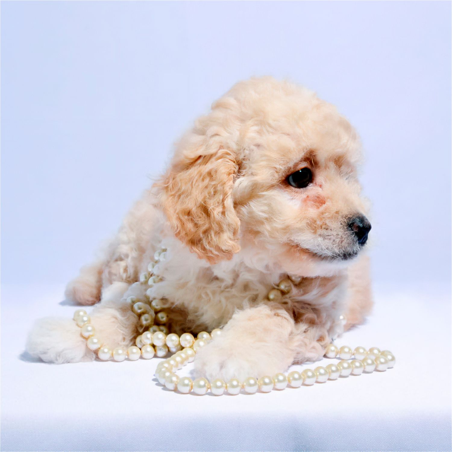 Fotografía de cachorro claro sobre fondo blanco. Retrato de mascota en estudio con luz suave y natural.