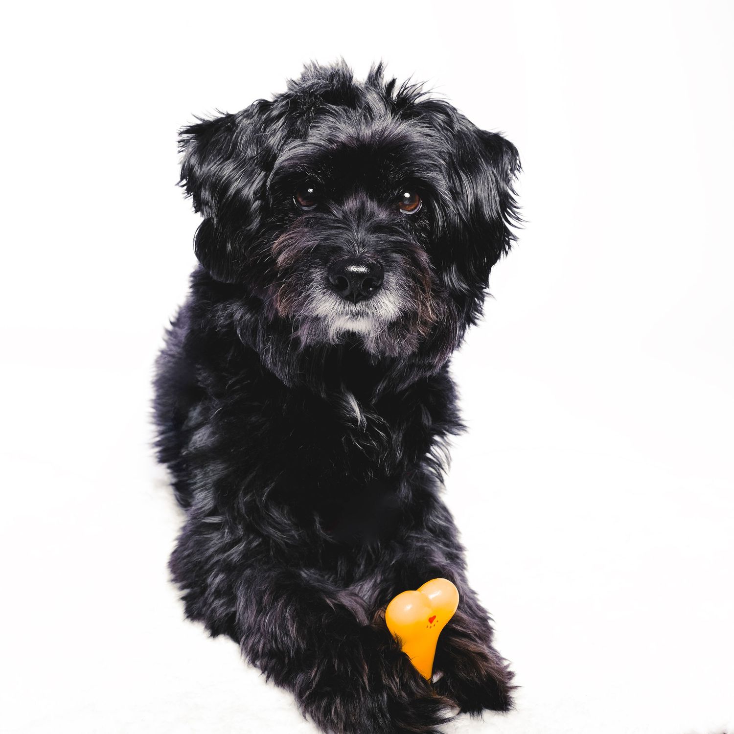 Cachorro negro sentado sosteniendo juguete amarillo, sesión fotográfica en estudio con fondo blanco y estilo minimalista.
