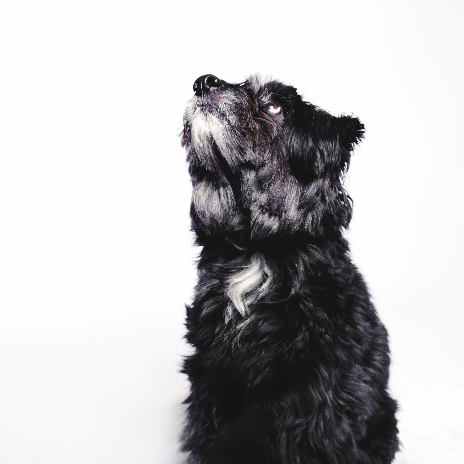 Perro negro mirando hacia arriba, retrato artístico en estudio con iluminación lateral y fondo neutro.
