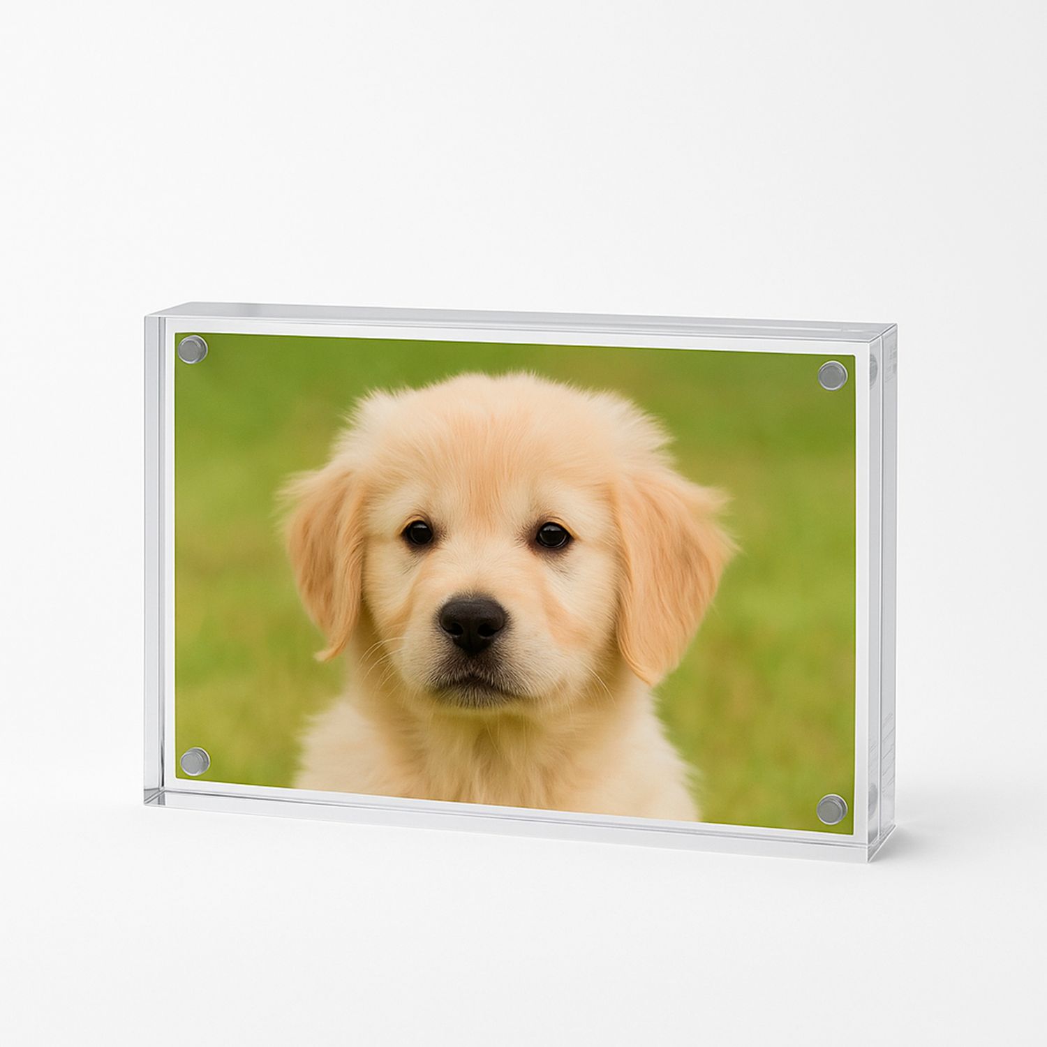 Porta retratos transparente diseñado para resaltar fotografías de mascotas. Su estilo sencillo y luminoso convierte cualquier imagen en un d
