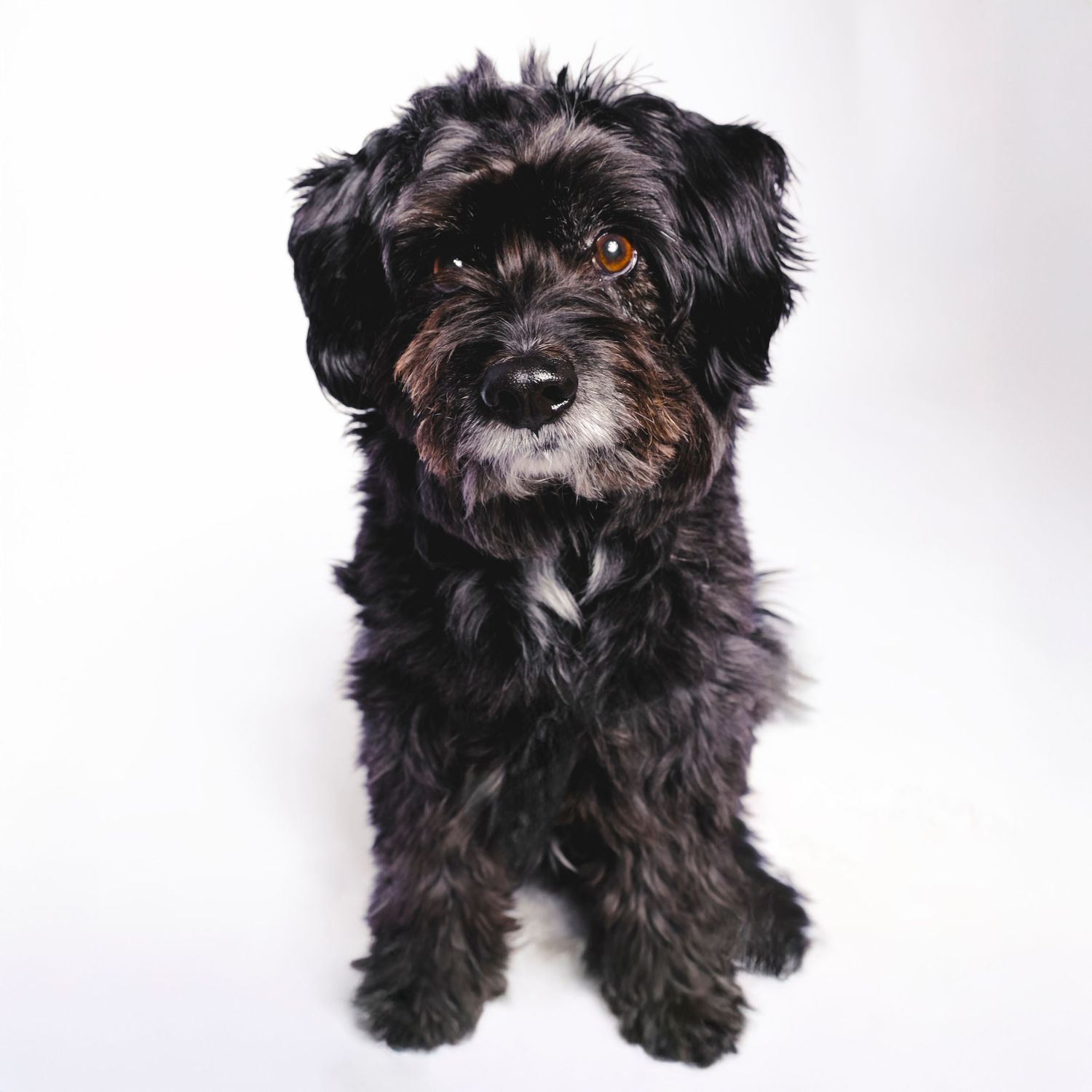 Perro de pelaje negro sentado sobre fondo neutro en estudio, retrato profesional con iluminación suave que resalta su expresión tierna