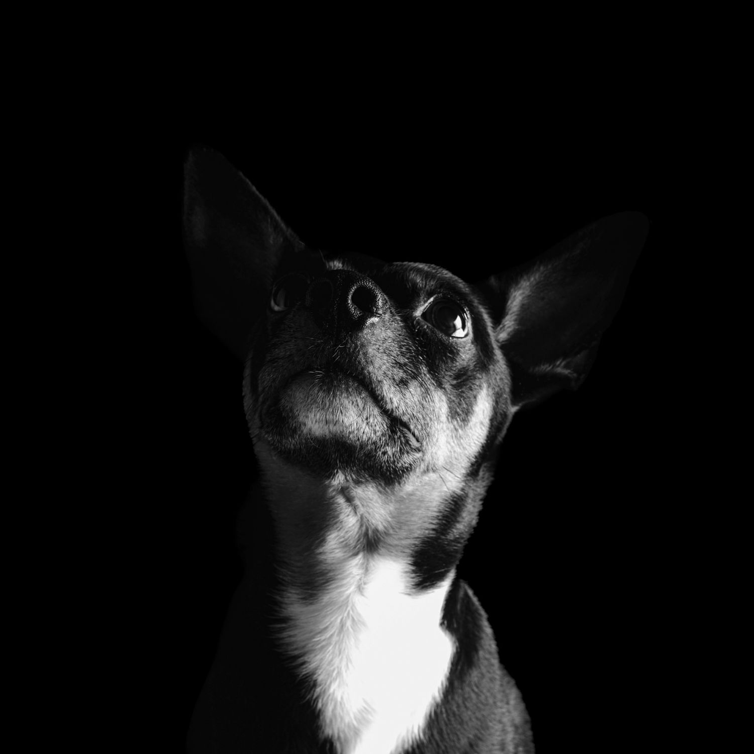 Retrato artístico en blanco y negro de perro pequeño. Fotografía de mascotas profesional en estudio.