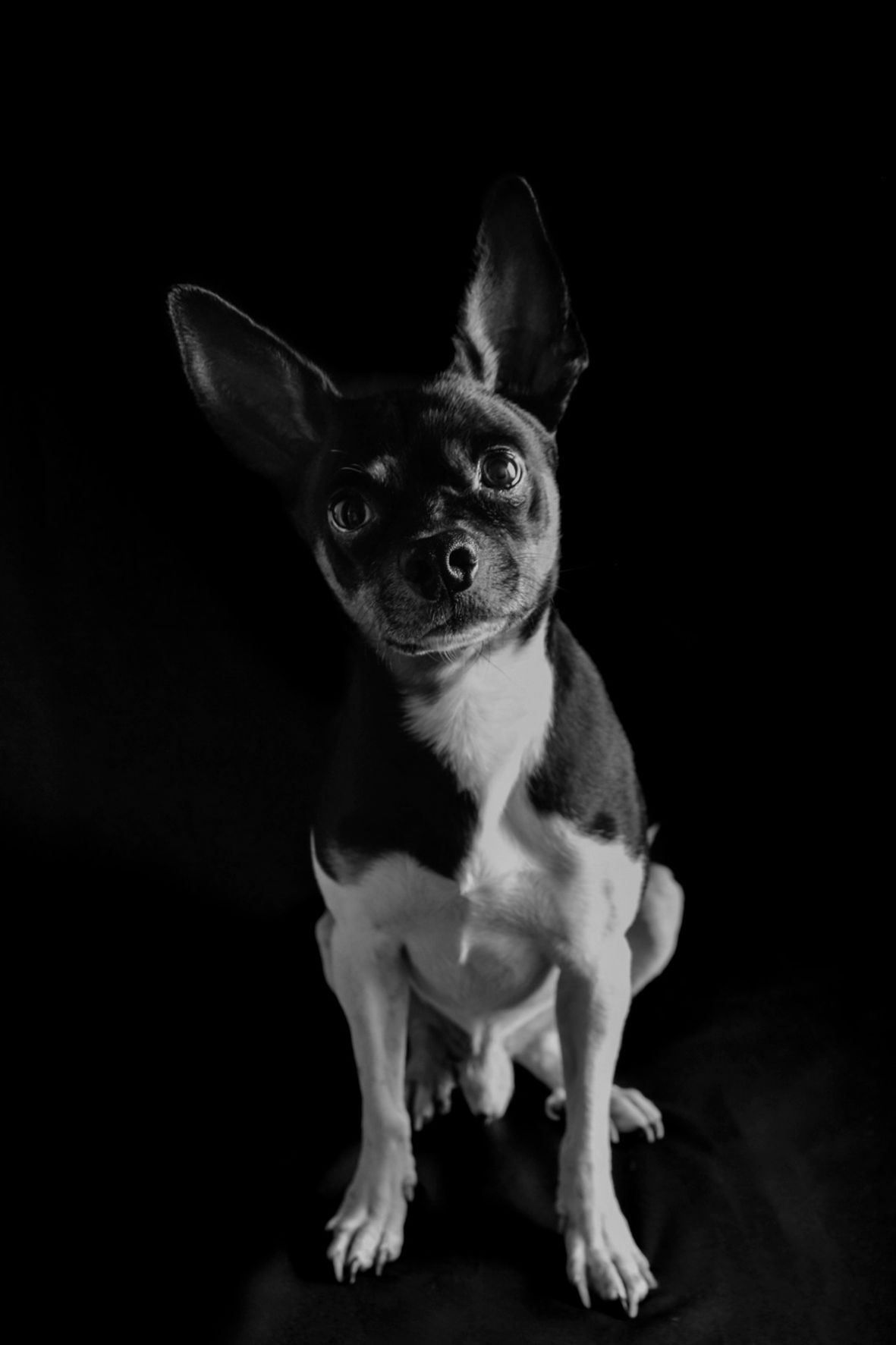 Retrato artístico en blanco y negro de perro pequeño. Fotografía de mascotas profesional en estudio.
