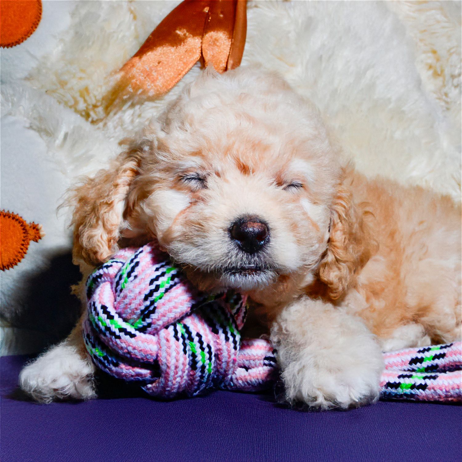 Retrato de cachorro entre telas y accesorios. Fotografía profesional de mascotas en Oviedo con fondo cálido.
