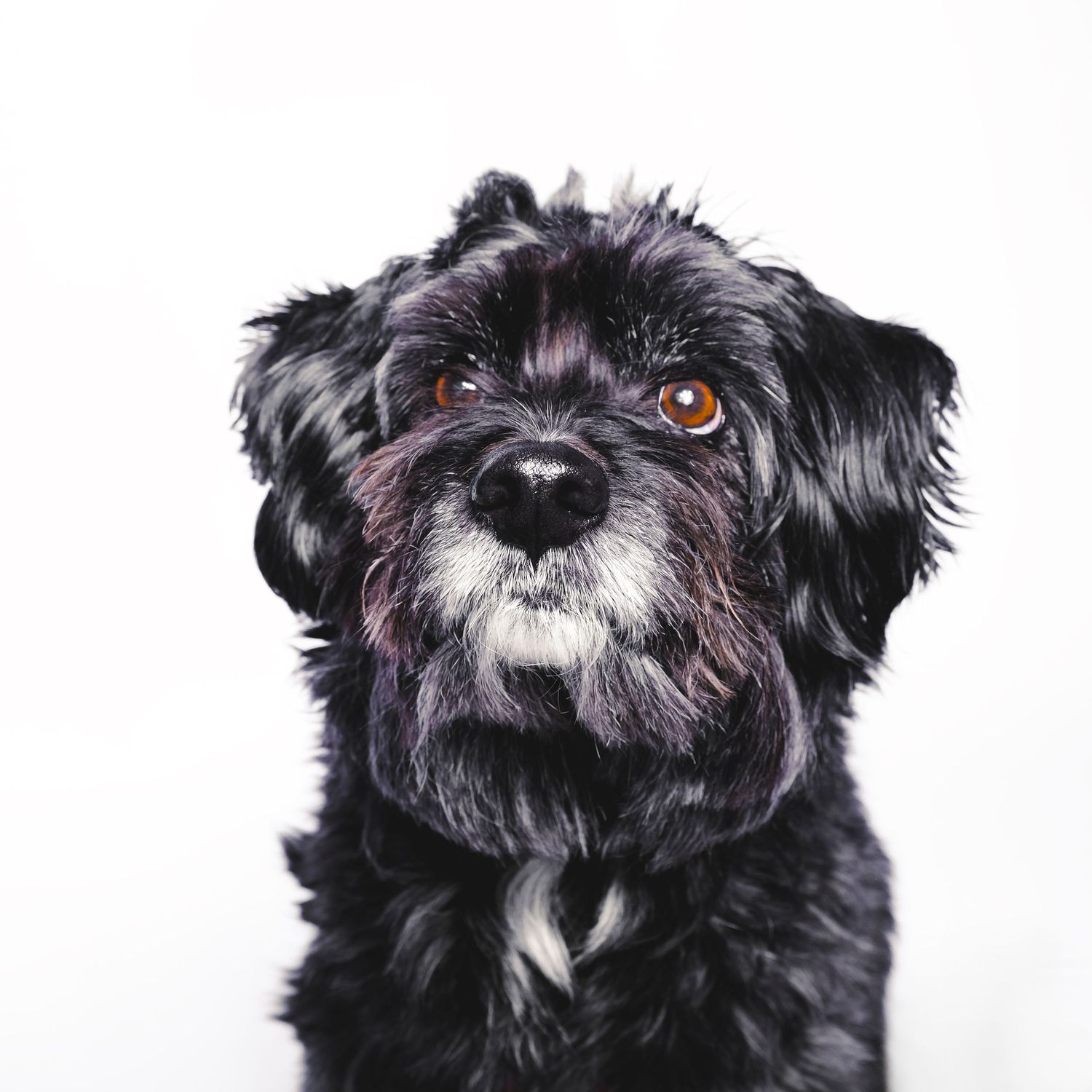 Retrato en primer plano de perro negro tipo schnauzer con barba marcada, fotografía de estudio con fondo claro y enfoque en la mirada.