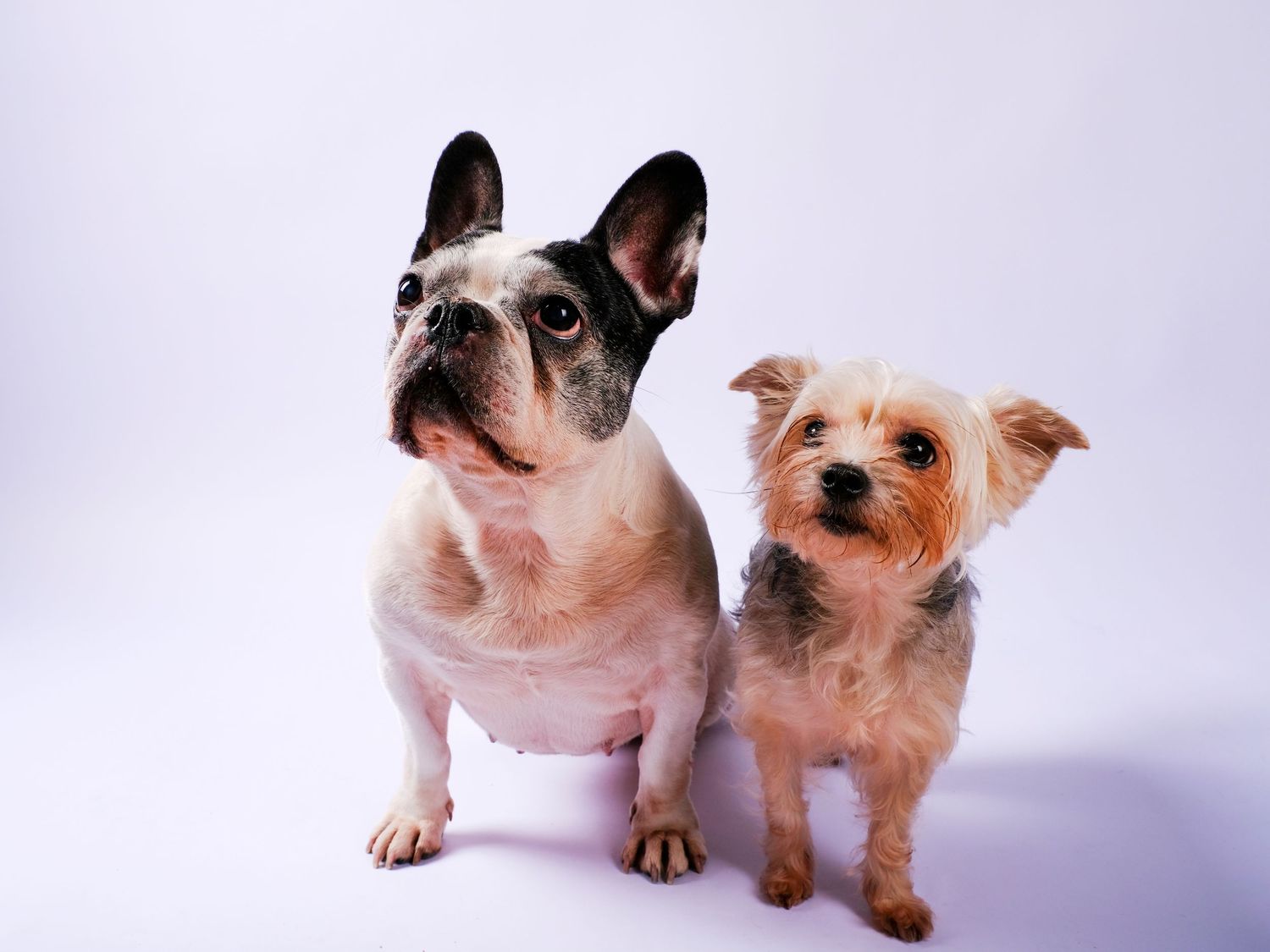 Dos perros pequeños posando juntos en estudio, retrato canino en fondo claro con iluminación profesional y composición equilibrada.