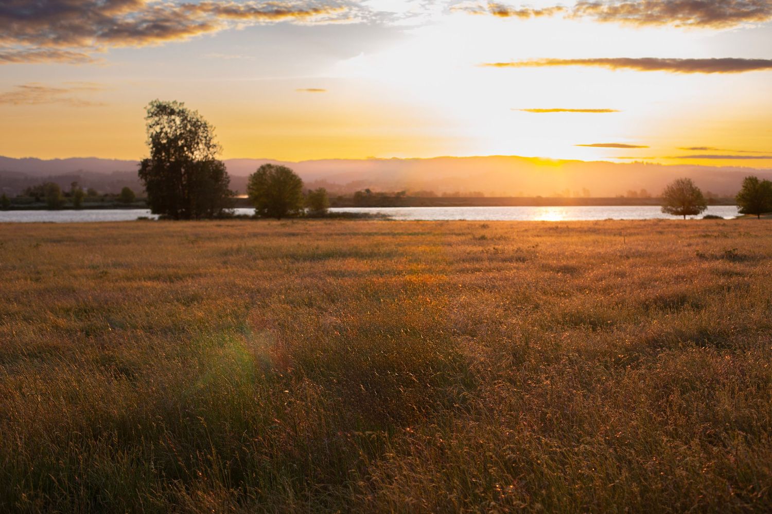 A sunset in an open field with tall grass, trees in the background and a river