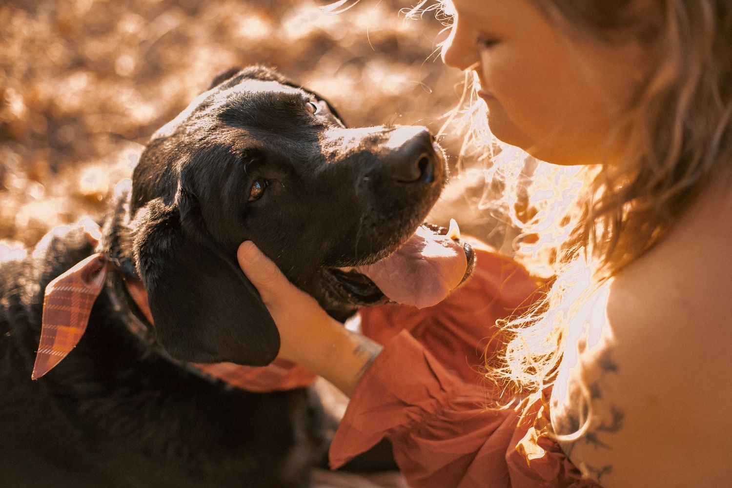 A woman holding her black dog's face in her hands in a sunny, warm, field.