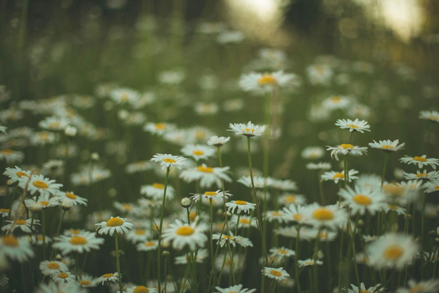 A field of tall grass and daisies