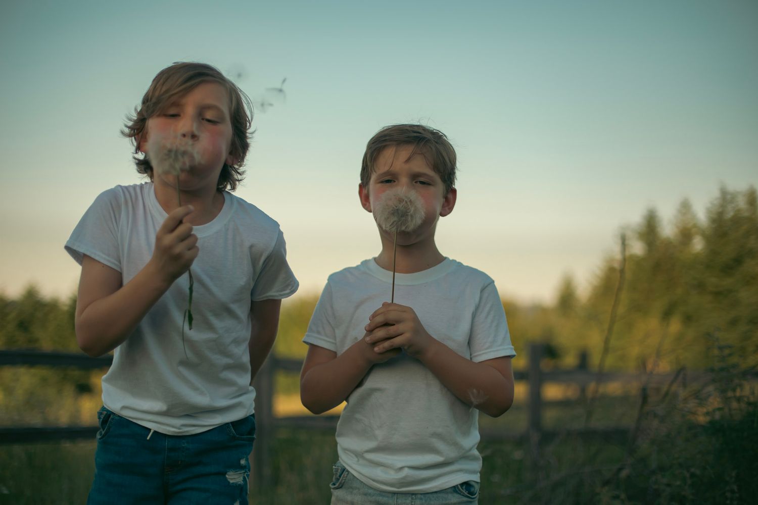 Two young boys blow dandelions in the summertime in a sunny field setting