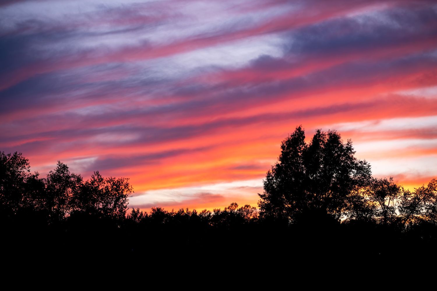 Vibrant pink and purple sunset sky with silhouetted trees creating a dramatic colorful landscape.