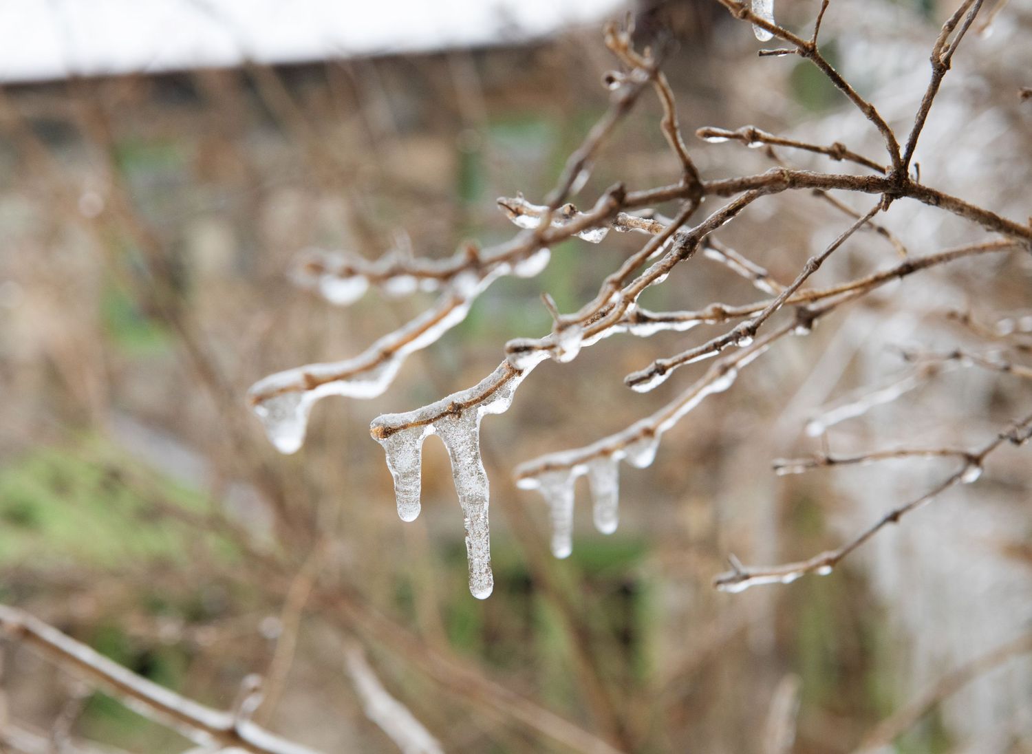 Delicate icicles hang from bare tree branches after a winter storm creating a crystalline natural display.