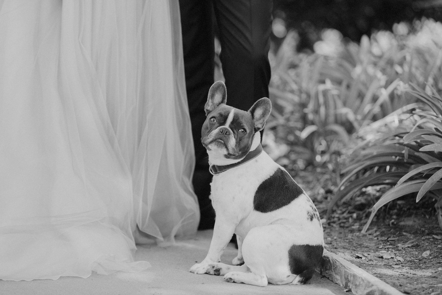 A small French Bulldog in black and white sits attentively next to a wedding dress during an outdoor ceremony.