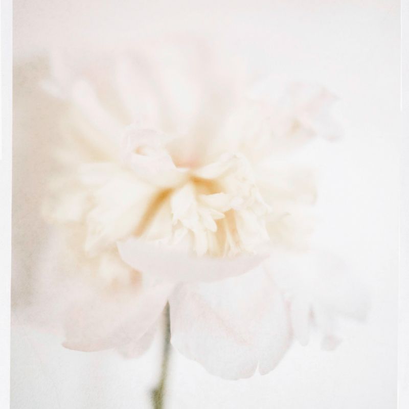 Close-up macro photograph of a delicate white carnation flower with soft ruffled petals in ethereal lighting.