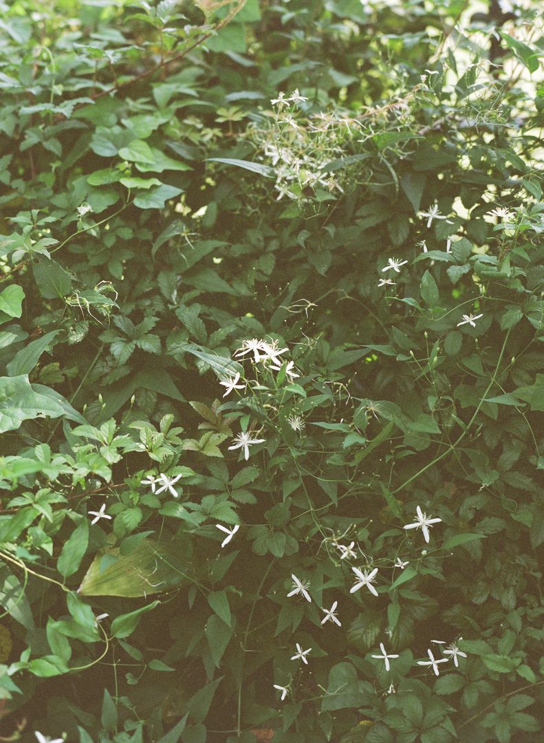 Green foliage with delicate white star-shaped flowers scattered throughout creates a natural garden backdrop.