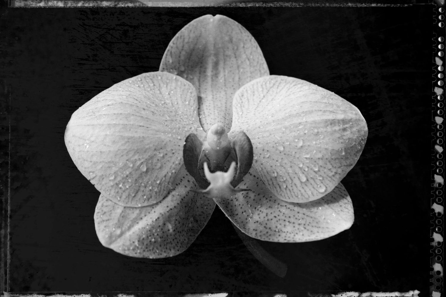 Black and white photograph of orchid flowers arranged in a horizontal row showing delicate white petals and patterns.