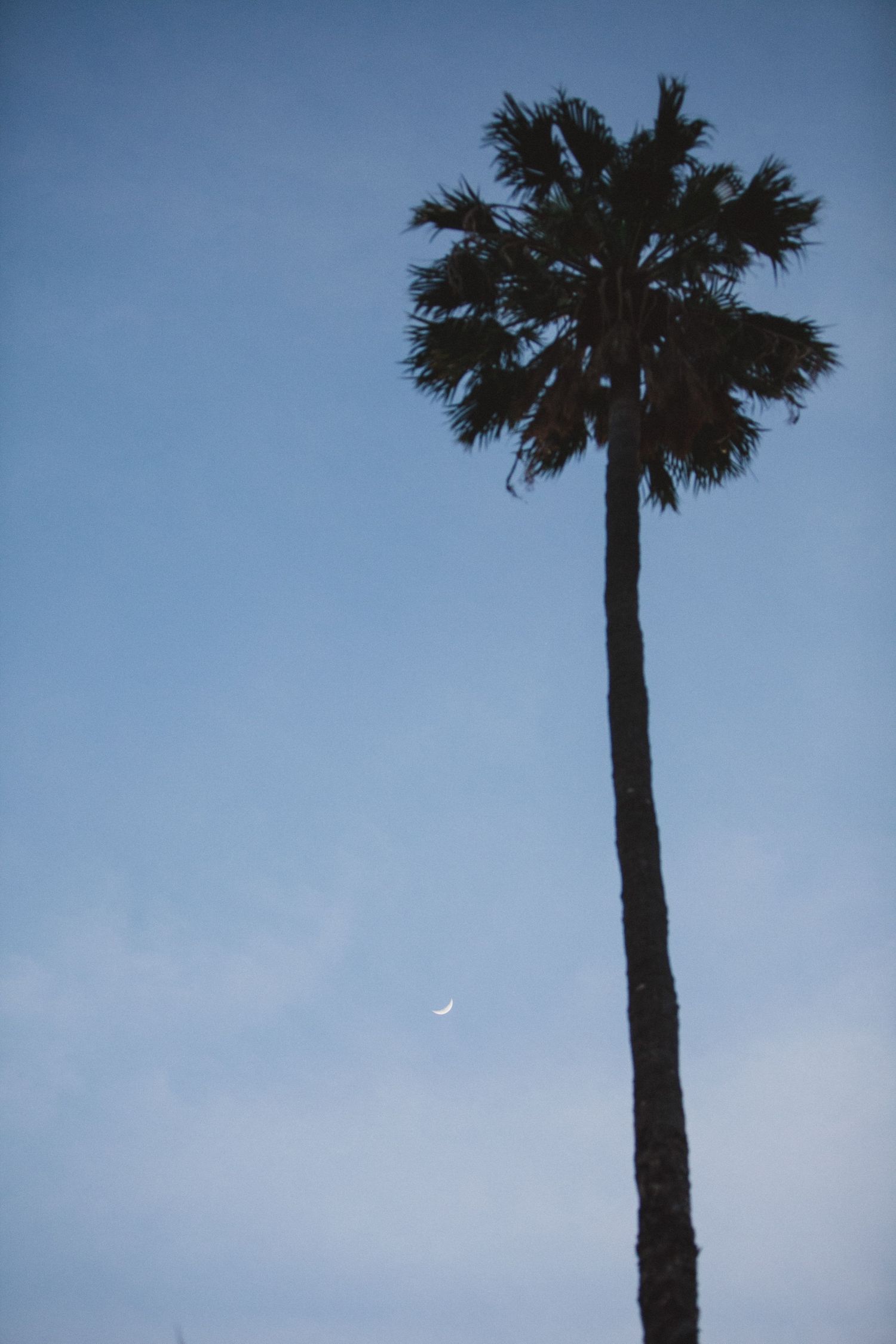 A tall palm tree silhouetted against a dusky blue sky with a crescent moon visible in the background.