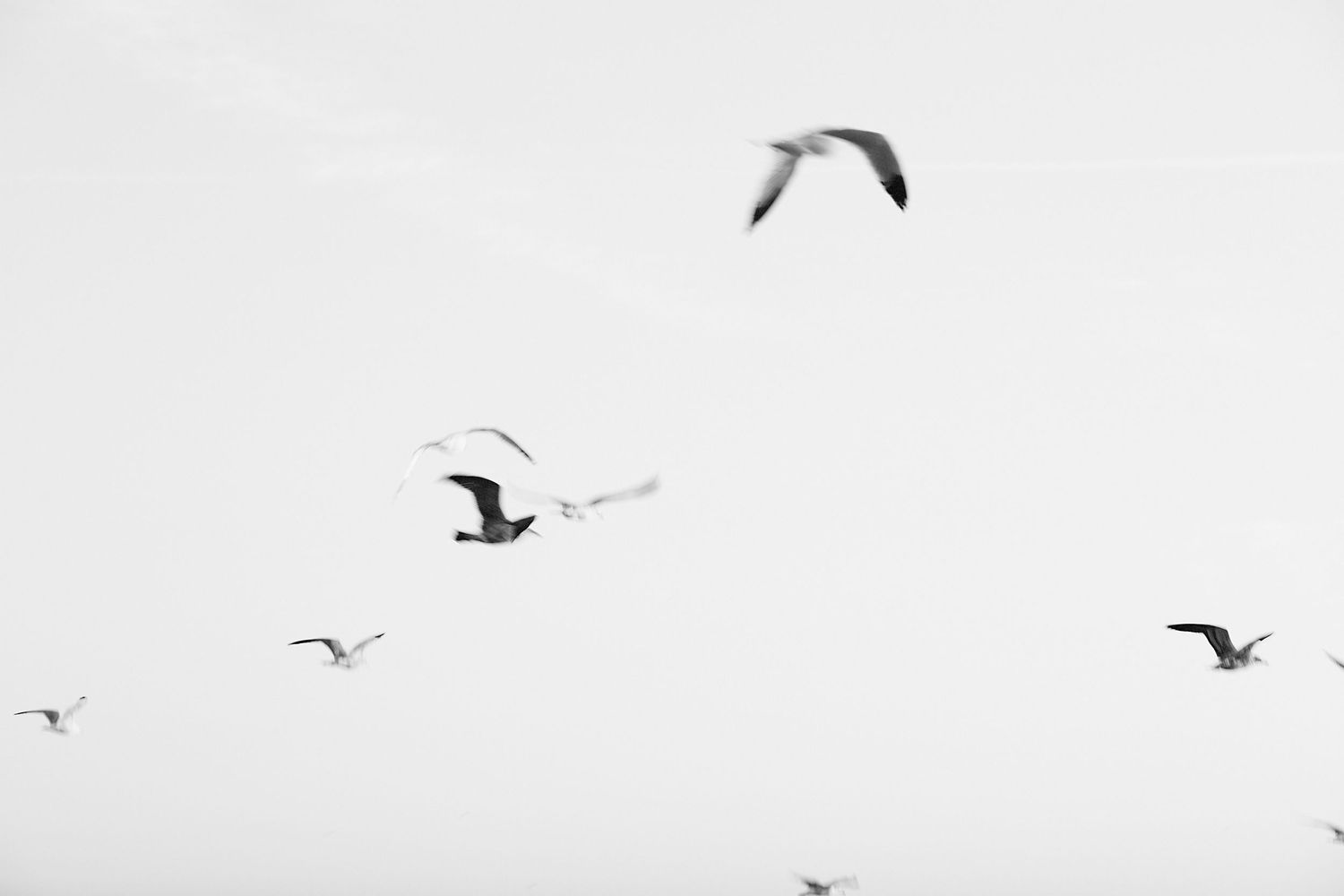 Seagulls soar gracefully across a bright white sky in a minimalist black and white photograph.