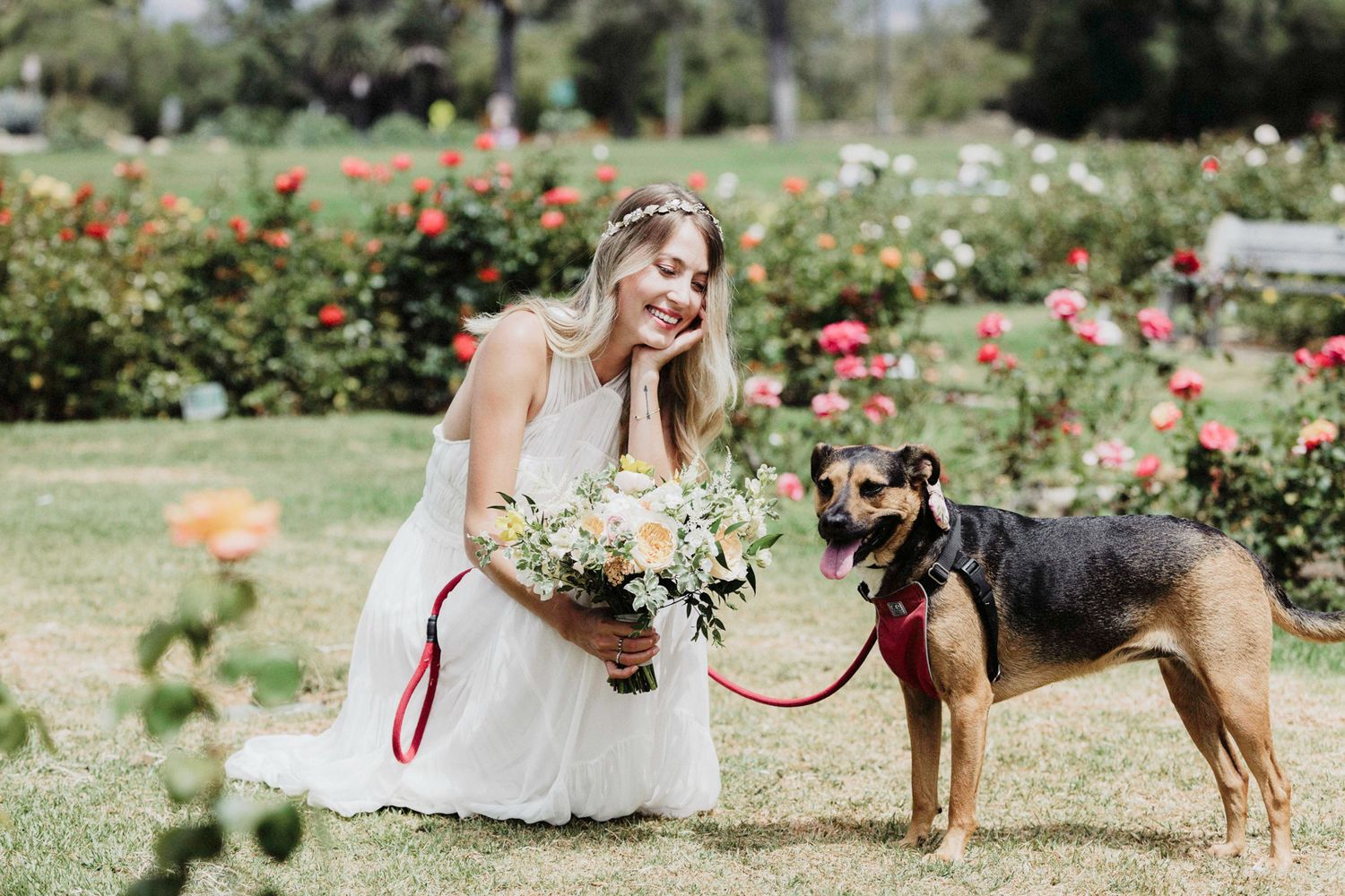 A person in a white wedding dress holds a bouquet while posing with a German Shepherd mix dog in a rose garden.