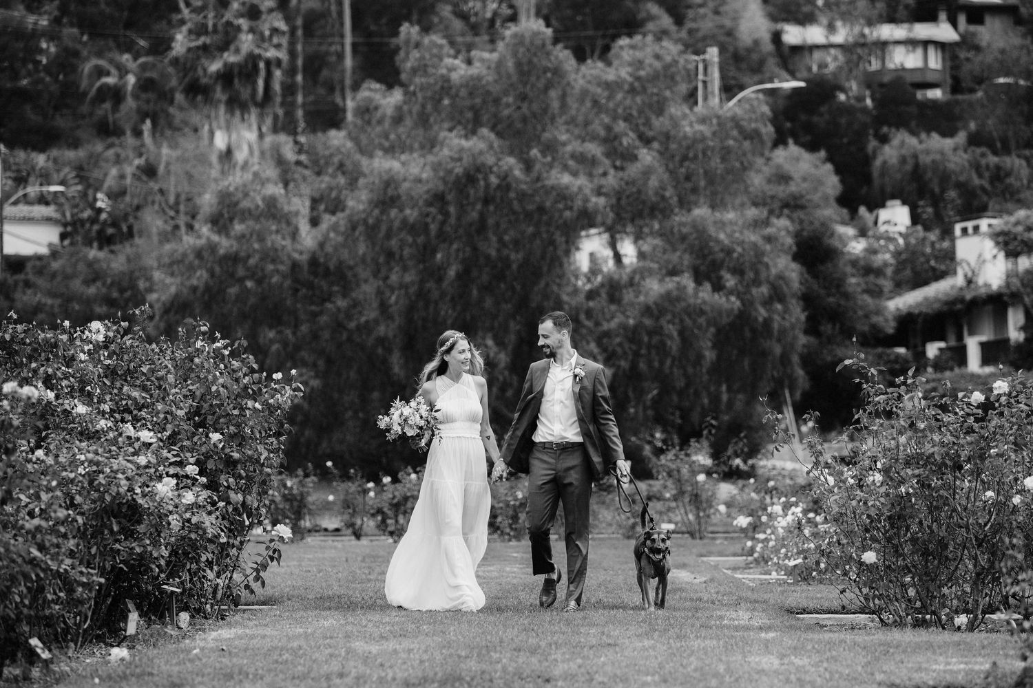 A black and white photo of a couple walking with their dog along a flower-lined path.