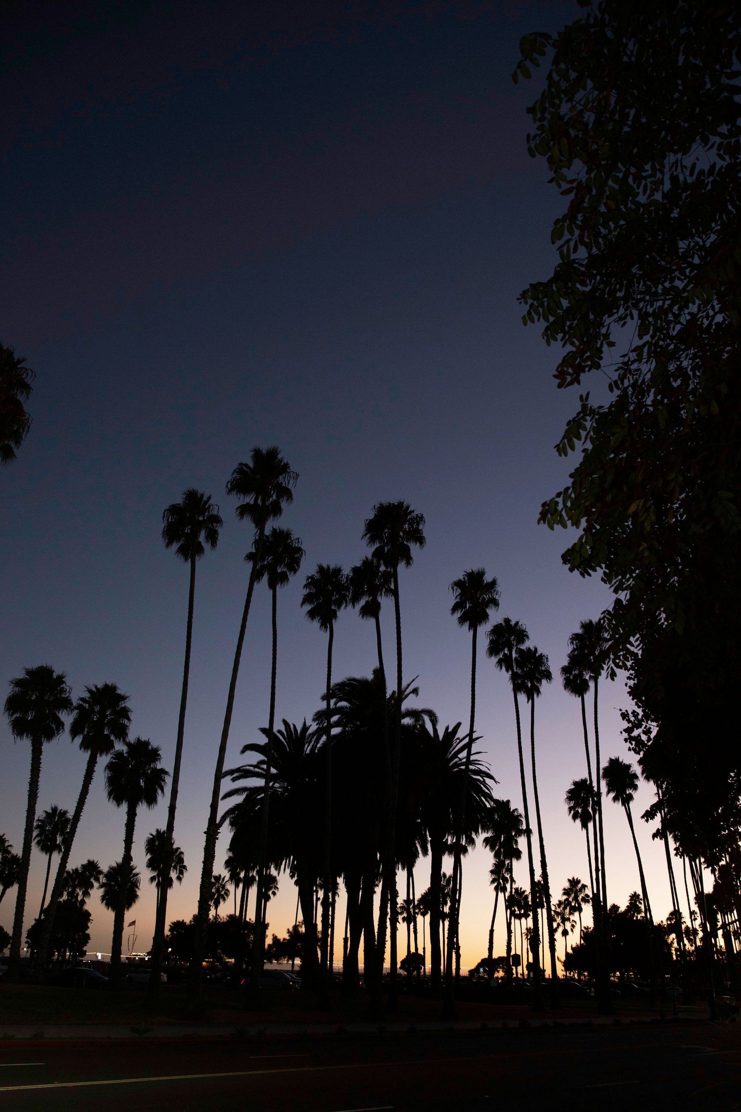 Silhouettes of tall palm trees stand against a dusky sky during sunset creating a dramatic tropical landscape.
