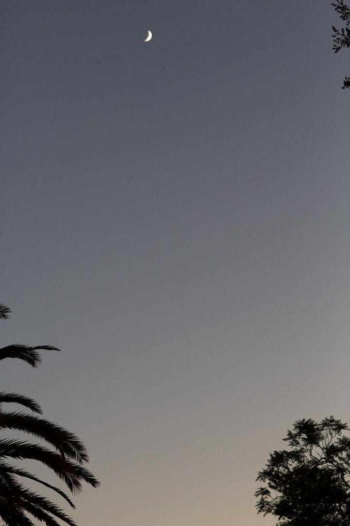 Crescent moon in a twilight sky at dusk, with silhouettes of palm and deciduous trees framing the scene.