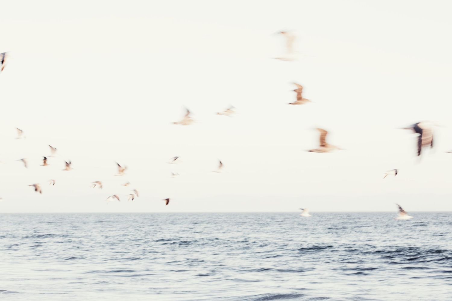 A panoramic sequence of a surfer riding a wave in the ocean as seabirds fly overhead in the distance.