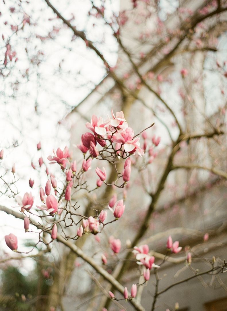 Pink magnolia blossoms bloom on bare tree branches against a soft, blurred background in springtime.