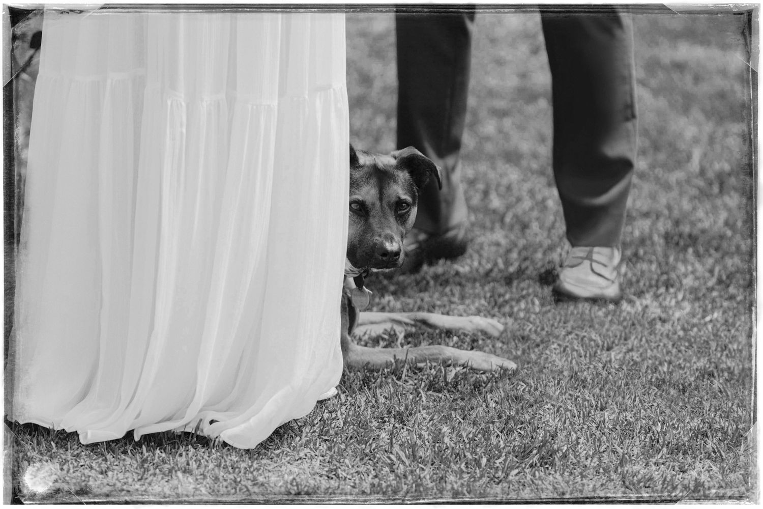 Black and white wedding photograph showing the bottom portion of formal dresses and suits on a grassy lawn.